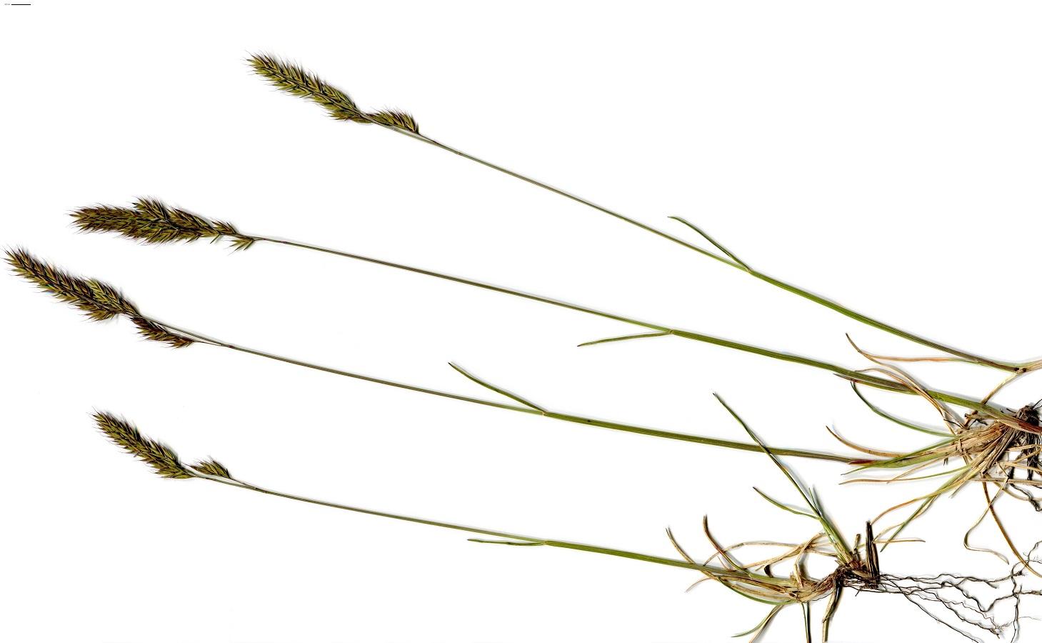 Festuca brevipila (Poaceae)